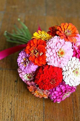 VibeX PAU-28 - Imp. Pom Pom Pompon Zinnia - (30 Seeds) Seed(30 per packet)