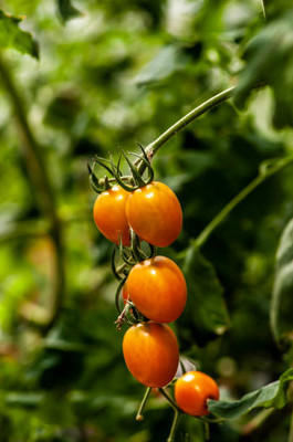 iva tomato Seed(100 per packet)