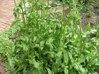 CYBEXIS Garden sorrel seeds RUMEX ACETOSA Spinach4000 Seeds Seed(4000 per packet)