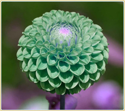 CYBEXIS XLR-40 - Dinner Plate Dahlia Decoration - (60 Seeds) Seed(60 per packet)