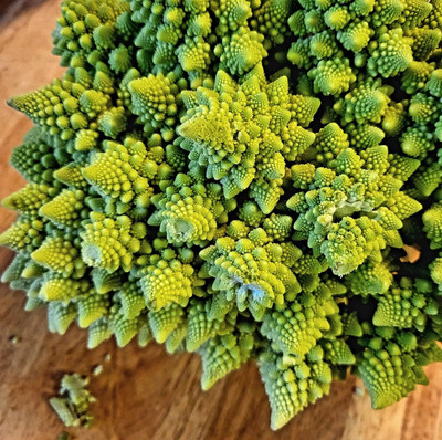 WILLVINE GBPUT -XI Brassica Italian Roman Broccoli [1g] Seed(300 per packet)