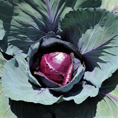 WILLVINE SCI -II Red Rock Cabbage Seeds [2.5g] Seed(750 per packet)