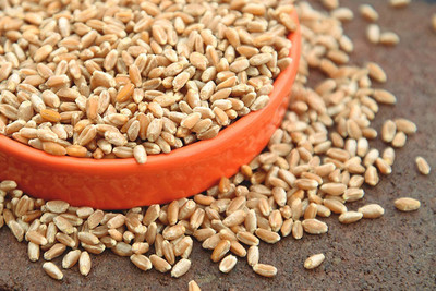 CYBEXIS XLR-57 - Hard Red Winter Wheat - (22500 Seeds) Seed(22500 per packet)