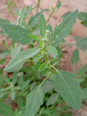 Quentova Bathua Saag-LTK Seed(200 per packet)