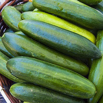 CYBEXIS LX-64 - Sir Crunch a Lot Hybrid Cucumber - (450 Seeds) Seed(450 per packet)