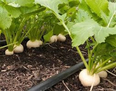 Quentova Turnip Egg white-XII-22P Seed(250 per packet)