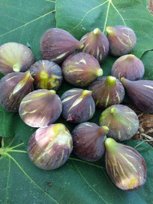 usdeepar retail Chandani Fig, Anjeer Seed (95 per packet), fig seed, Anjeer seed Seed(110 per packet)