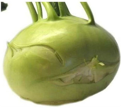 KANAYA Knol-Khol Vegetable Hybrid Quality Seed(10 per packet)