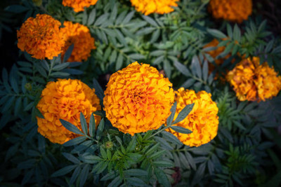 Naturewise marigold/gende ka phool flower seeds Seed(50 per packet)