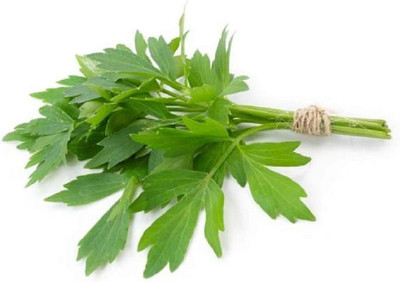 CYBEXIS VXI-36 - Lovage Herb Plant - (2250 Seeds) Seed(2250 per packet)