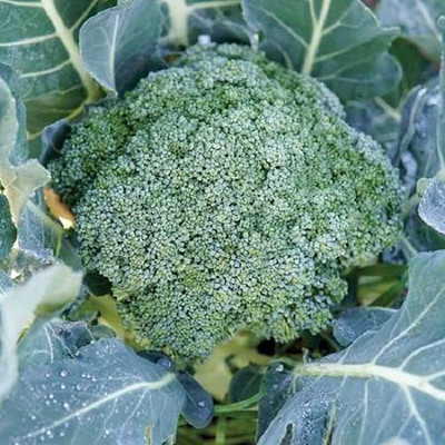 WILLVINE PAU -I Winter Broccoli Seed [2.5g] Seed(750 per packet)
