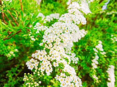 seedex gypsophila flower Seed(50 per packet)