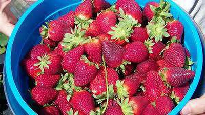 XOLDAA strawberry fruit seeds Seed(200 per packet)
