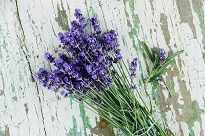 Qualtivate HUA-347 French Provence Lavender Seeds Seed(500 per packet)