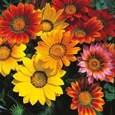 CYBEXIS Flower Seed Gazania 'Splendens Mixed' Quality Flower Seed(50 per packet)