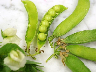 Quentova Green Matar Peas-GBPUT-5T Seed(250 per packet)