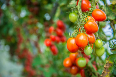 Kingdom tomato Seed(130 per packet)