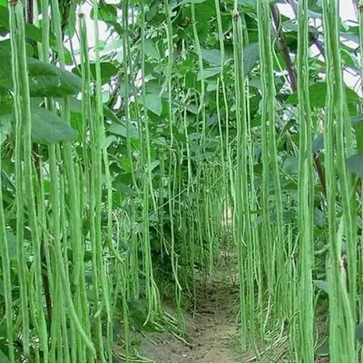 SREE Bean Seed(100 per packet)
