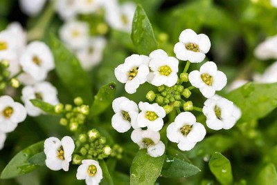 Aywal sweet alyssum Hybrid flower Seeds For home Gardening Seed(50 per packet)