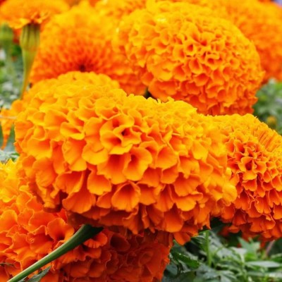 Seedsilk Orange Marigold African Inca Gainda Flower Seed(100 per packet)