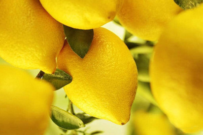 CRGO ™ XII-901 Lemon Fruit Tree Seeds for Planting Indoor/Outdoor Seed(2 per packet)