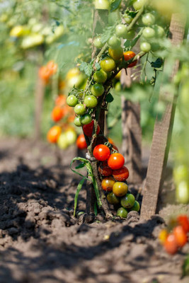 VERTEX AGENCIES tomato Seed(70 per packet)