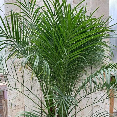 Kapebonavista Phoenix roebelenii dwarf date palm pygmy date palm plant Seed(1 per packet)