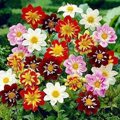 CYBEXIS XLR-91 - Dahlia Funny Guys Mix - (180 Seeds) Seed(180 per packet)