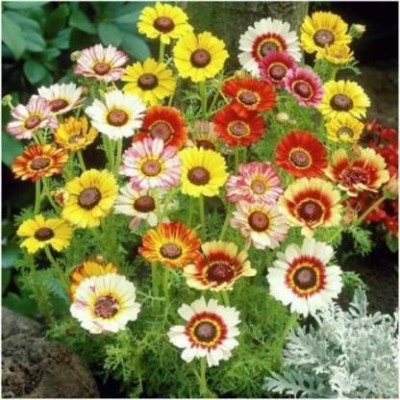 Aywal Rainbow Chrysanthemum Flower Seed(10 per packet)