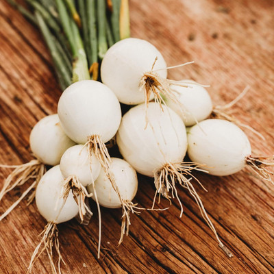 Biosnyg Organic White Grano Onion Seeds for Home Gardening-(1500 Seeds) Seed(1500 per packet)