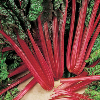 CYBEXIS Seeds of Swiss Chard Rhubarb Beta Vulgaris500 Seeds Seed(500 per packet)