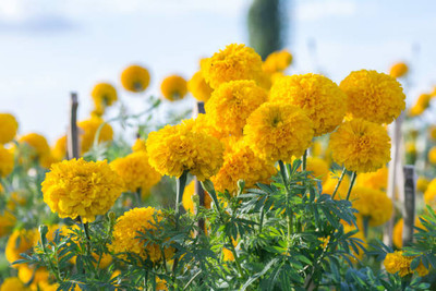 GOYAL GROUP marigold,gende ka phool seeds Seed(20 per packet)