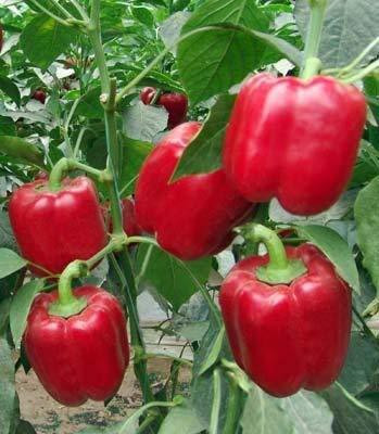 CYBEXIS NBIR-59 - CAPSICUM Big Red Chili Pepper - (1350 Seeds) Seed(1350 per packet)