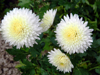 R-DRoz Chrysanthemum Flowers Super Quality Seeds - Pack of 50 Seeds Seed(50 per packet)