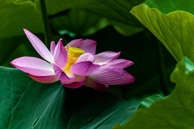 MAA lotus,kamal seeds Seed(5 per packet)