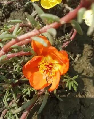 Aywal Portulaca (Mixed), 10 O Clock Seed(20 per packet)