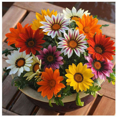 INTRA Mix Gazania Hybrid flower Seed(100 per packet)