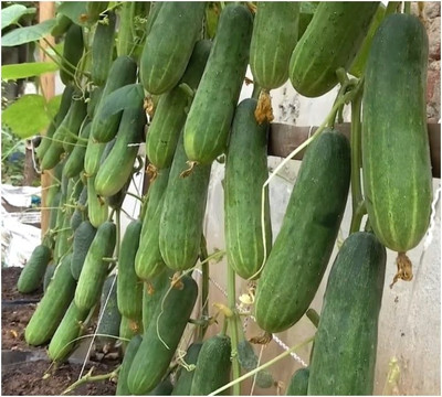 BSARKAR Cucumber seed Seed(20 per packet)