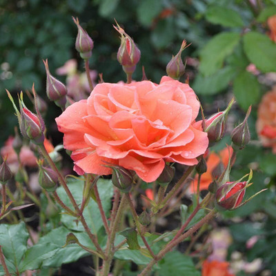 Qualtivate PUAS-1A Westerland™ Shrub Rose Seeds Seed(25 per packet)