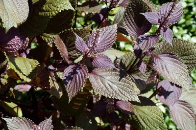 VibeX NBIR-93 - Red Shiso Herb (Perilla frutescens) - (2250 Seeds) Seed(2250 per packet)