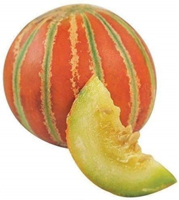 VibeX TLX-58 - Pusa Rasraj Kharbuj / Musk Melon - (450 Seeds) Seed(450 per packet)