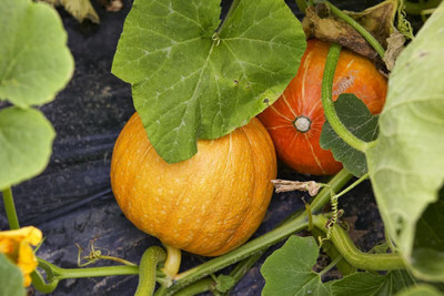 VibeX GBPUT-78 - Blaze Pumpkin Premium Hybrid Quality - (100 Seeds) Seed(100 per packet)