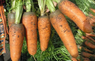 CYBEXIS TLX-24 - Carrot Chantenay Royal Red - (2250 Seeds) Seed(2250 per packet)