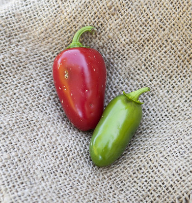 Biosnyg Organic Jalmundo Jalapeno Pepper Seeds for Terrace Gardening-(400 Seeds) Seed(400 per packet)