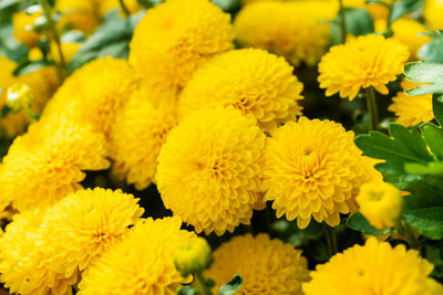 ginnienterpris marigold/gende ka phool flower seeds Seed(50 per packet)