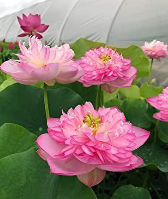 MAA Lotus Seed(24 per packet)