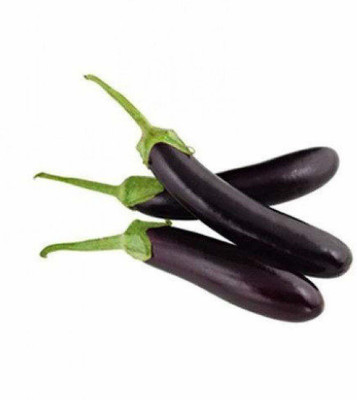 CYBEXIS NDIR-34 - Hybrid Brinjal - (1350 Seeds) Seed(1350 per packet)