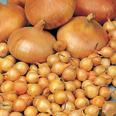 KNESSiN Onion Sets Mix Varieties Like Red Winter - Senshyu Yellow - Radar-{1200 Seeds} Seed(1200 per packet)