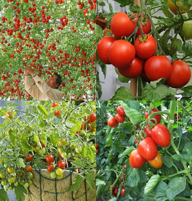 ibains Tomato seeds packet bij 51 Seed(51 per packet)