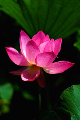 URRO lotus,kamal gatta Seed(10 per packet)